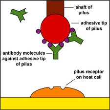 Antibodies - BlockingNeutralization Methods, Techniques, Protocols, elisa, pcr, cell culture