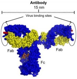 Why Anti-HIV Antibodies Are Ineffective At Blocking Infect